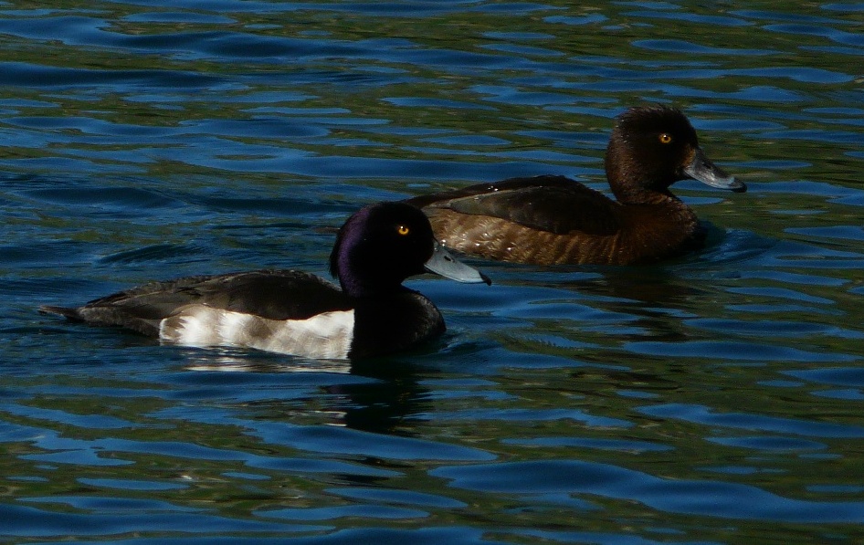 coppia da identificare